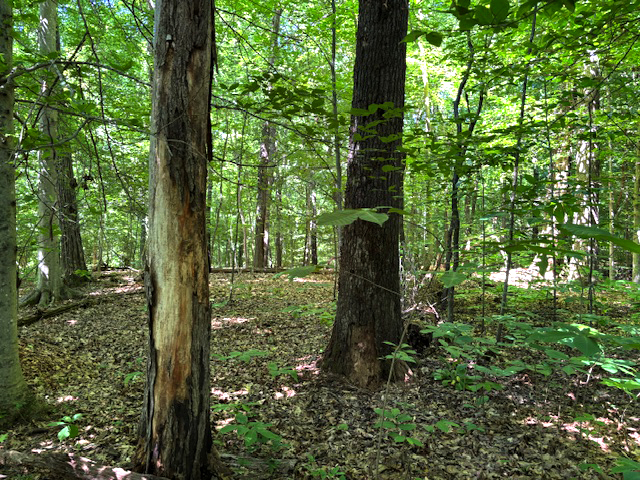 Spectacular 22 Waterfront Acres Near Downtown Knoxville